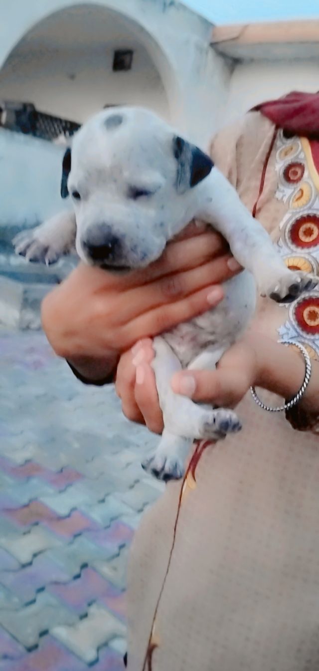 PetJoy | Dog Shop Amritsar — Photo 3