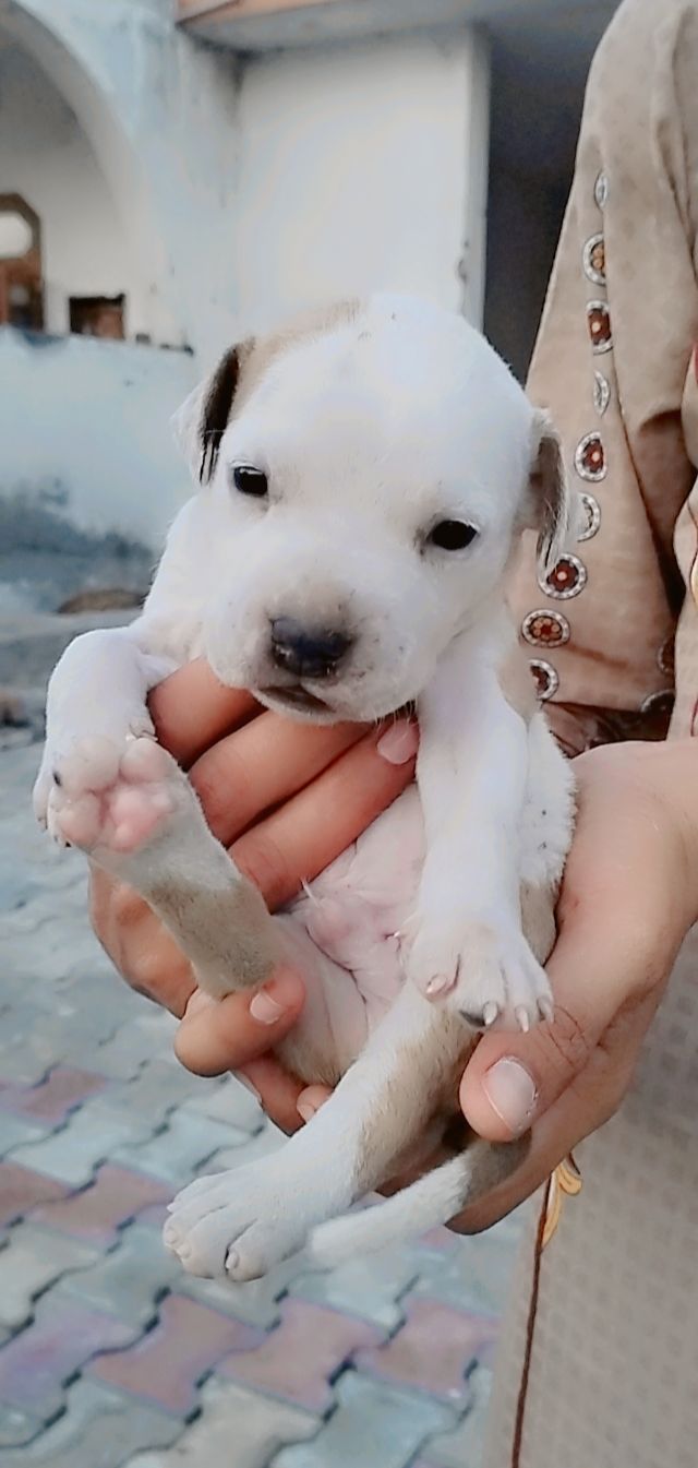 PetJoy | Dog Shop Amritsar — Photo 4