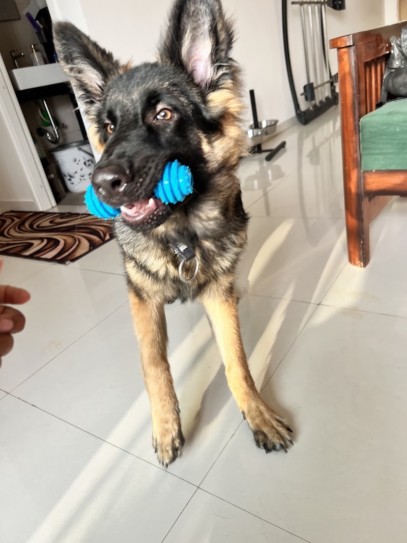 Petniverse Kennel — Photo 2