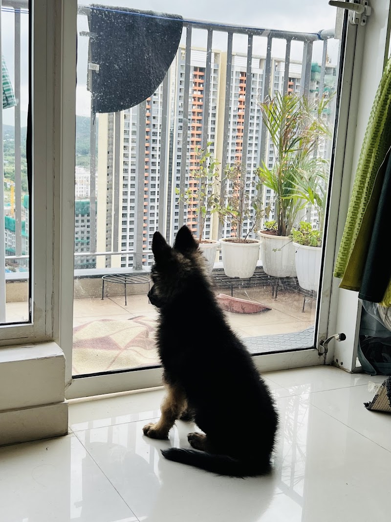 Petniverse Kennel — Photo 3