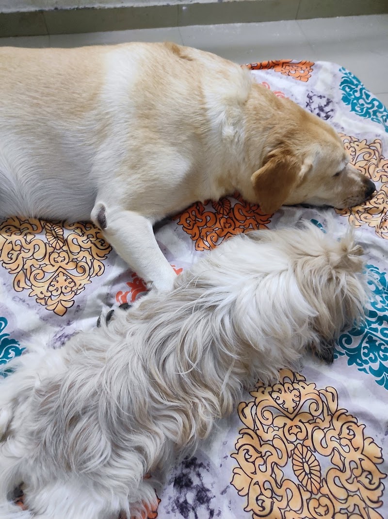 Petniverse Kennel — Photo 4