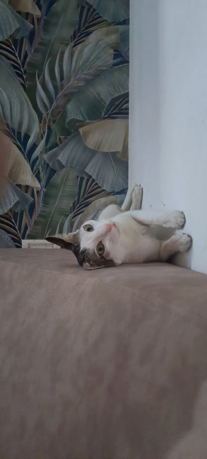 Pets And Pups — Photo 3