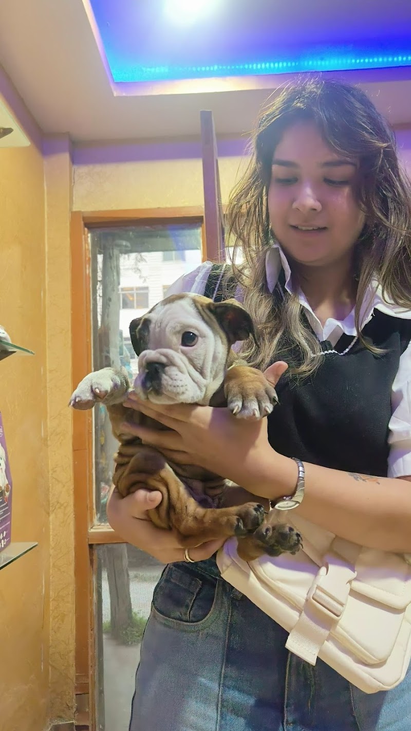 PETS CANINES — Photo 3