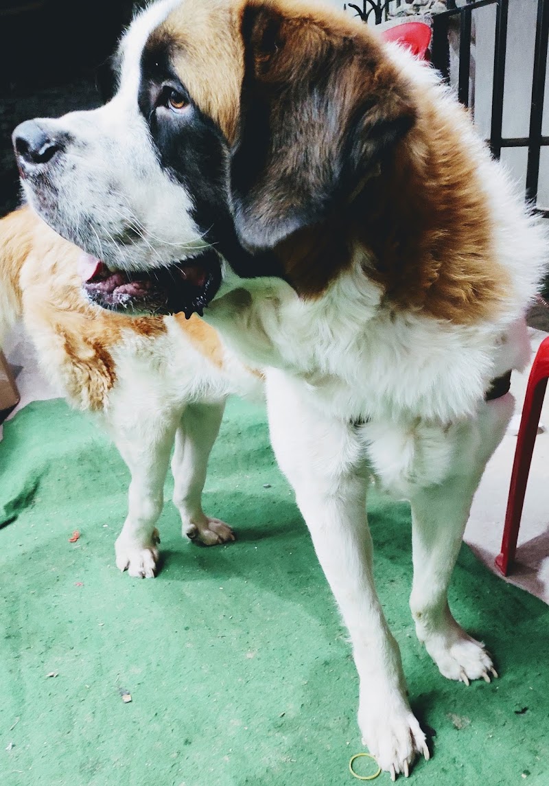 PET'S CURE & CARE — Photo 4