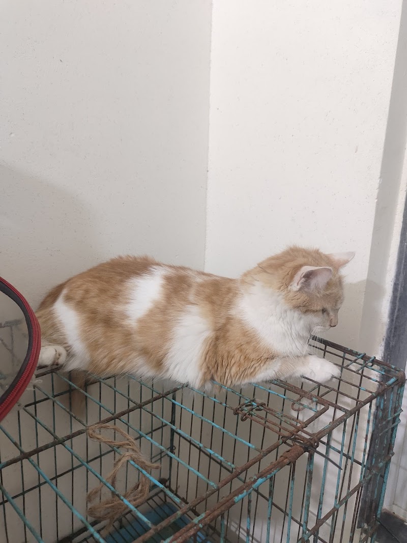 Pets Fantasy — Photo 2