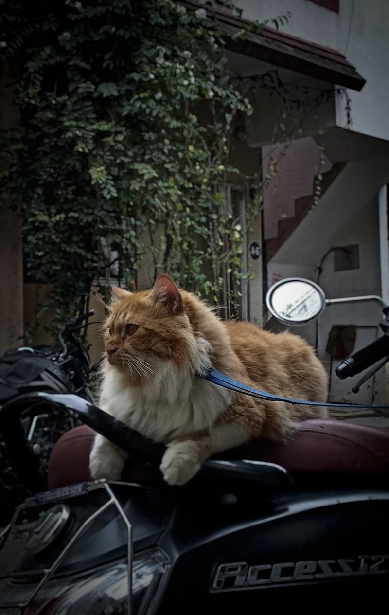 Pets Fantasy — Photo 3