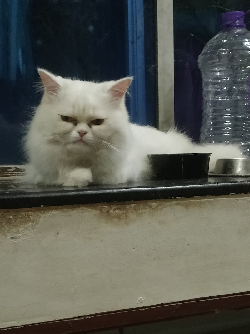 Pets Fantasy — Photo 4