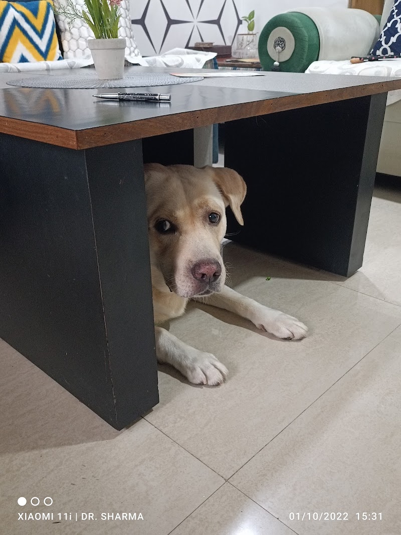 Pet's inn dog consultation — Photo 2