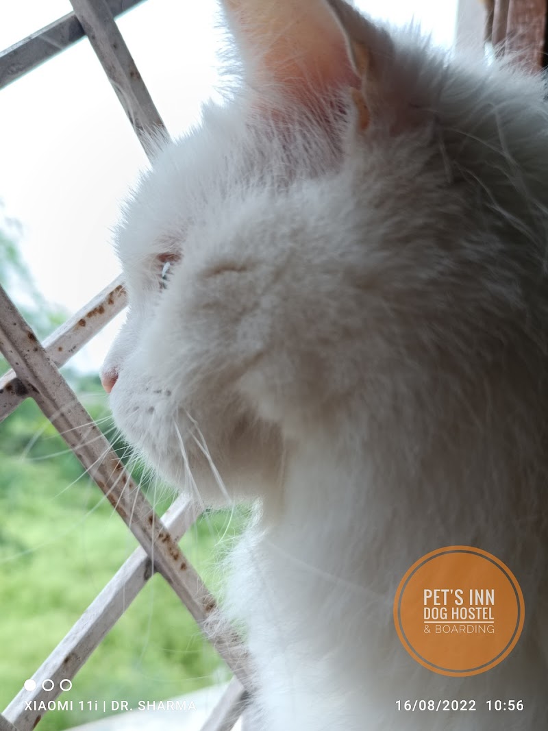 Pet's inn dog consultation — Photo 4