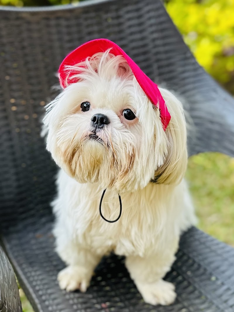 Pets InStyle | Professional Pet Grooming Services in Malad