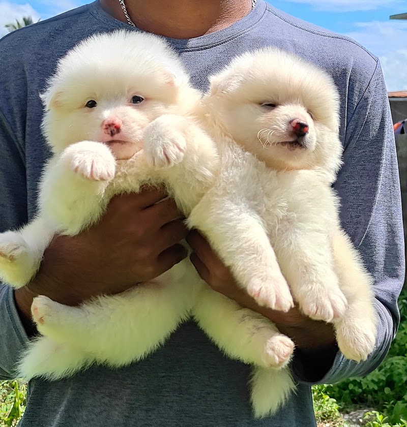 PETS MALL — Photo 2