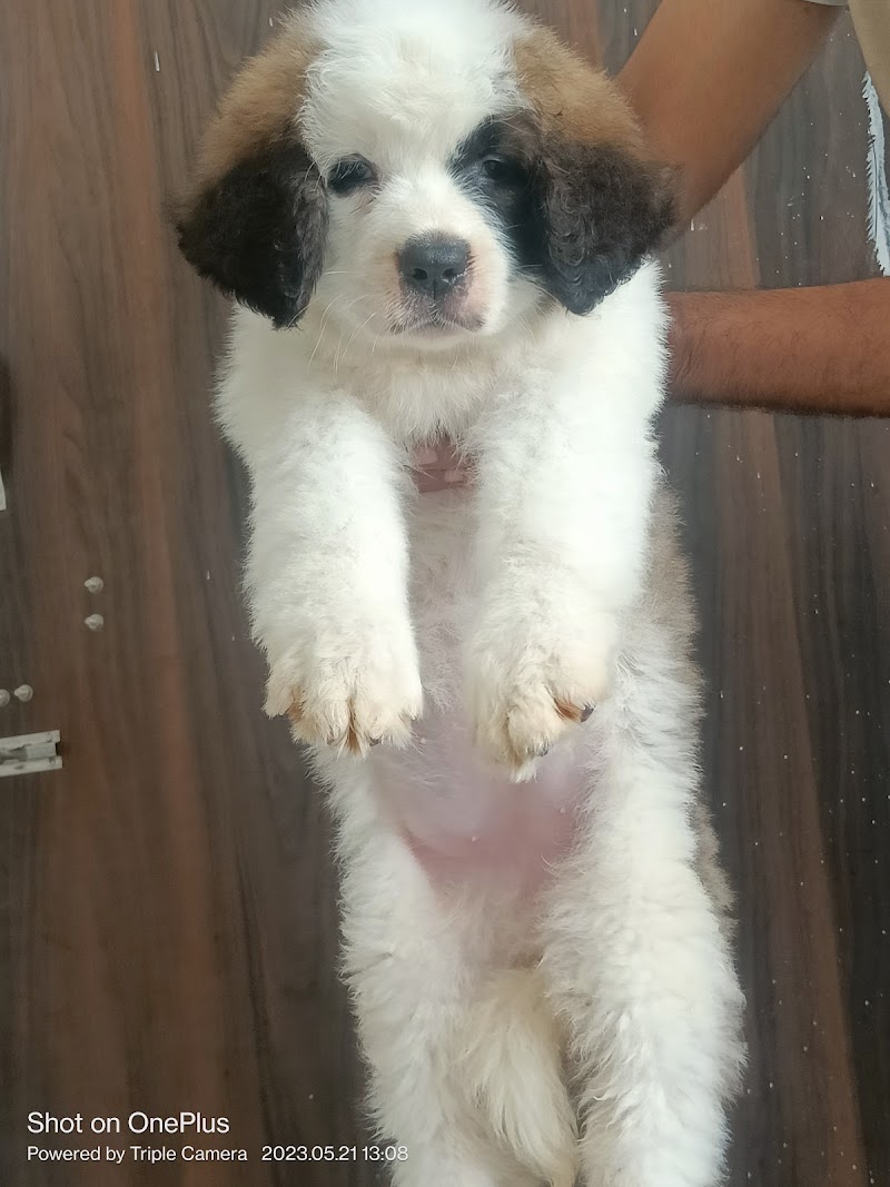 PETS MALL — Photo 4