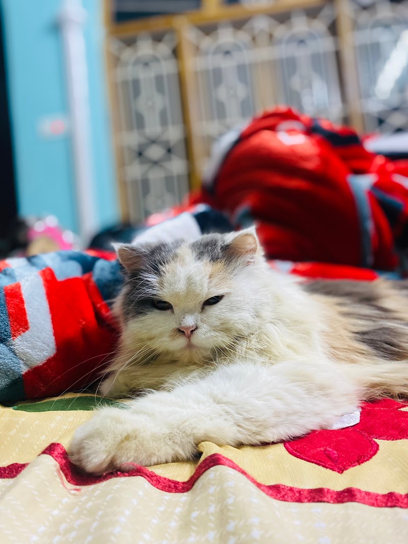 Pets mart & clinic — Photo 3