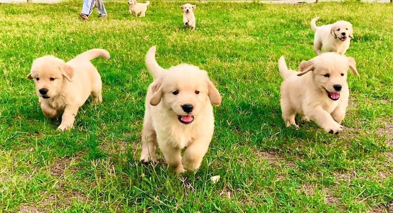 pets o corner — Photo 2