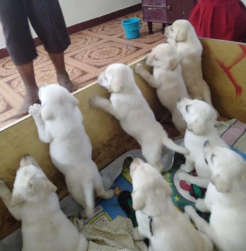 pets o corner — Photo 3