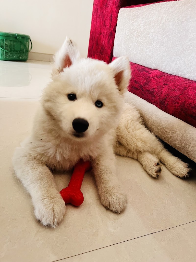 pets o corner — Photo 4