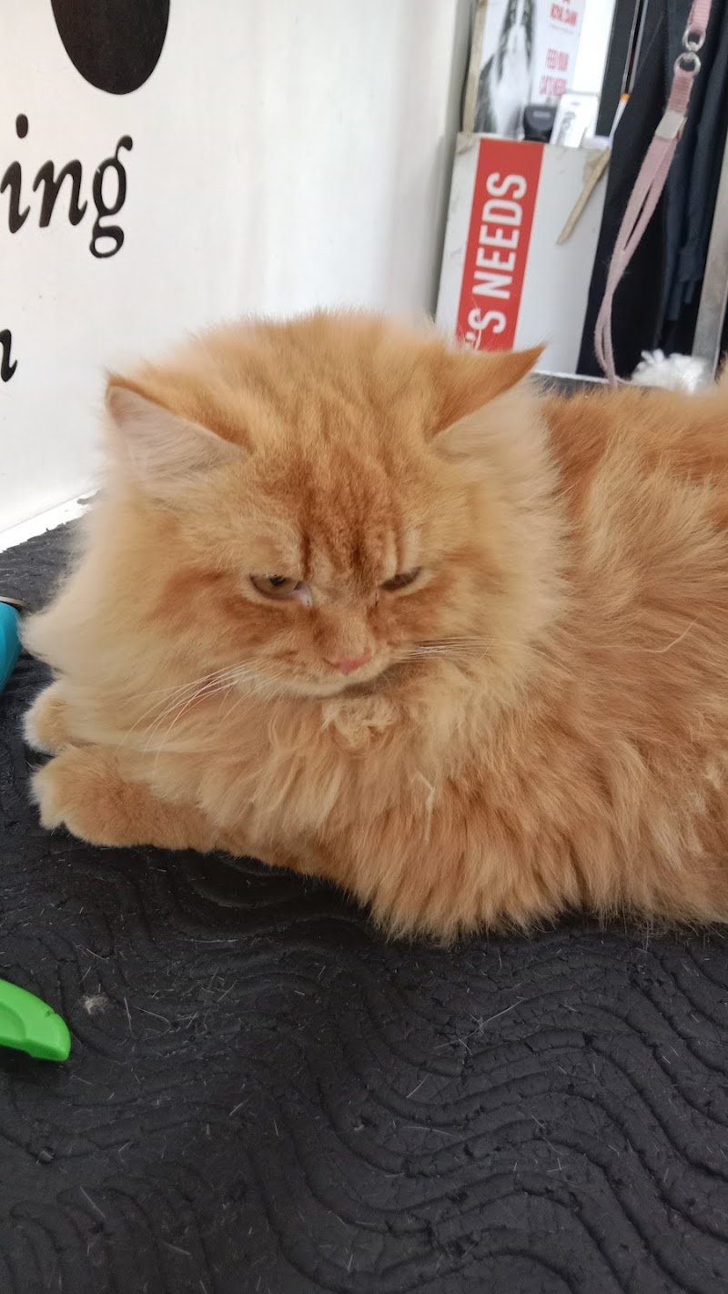 Pets & Ponds, pets grooming salon — Photo 2