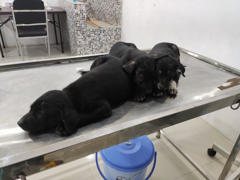 PET'S REMEDIES (PET CLINIC & PET SHOP) )