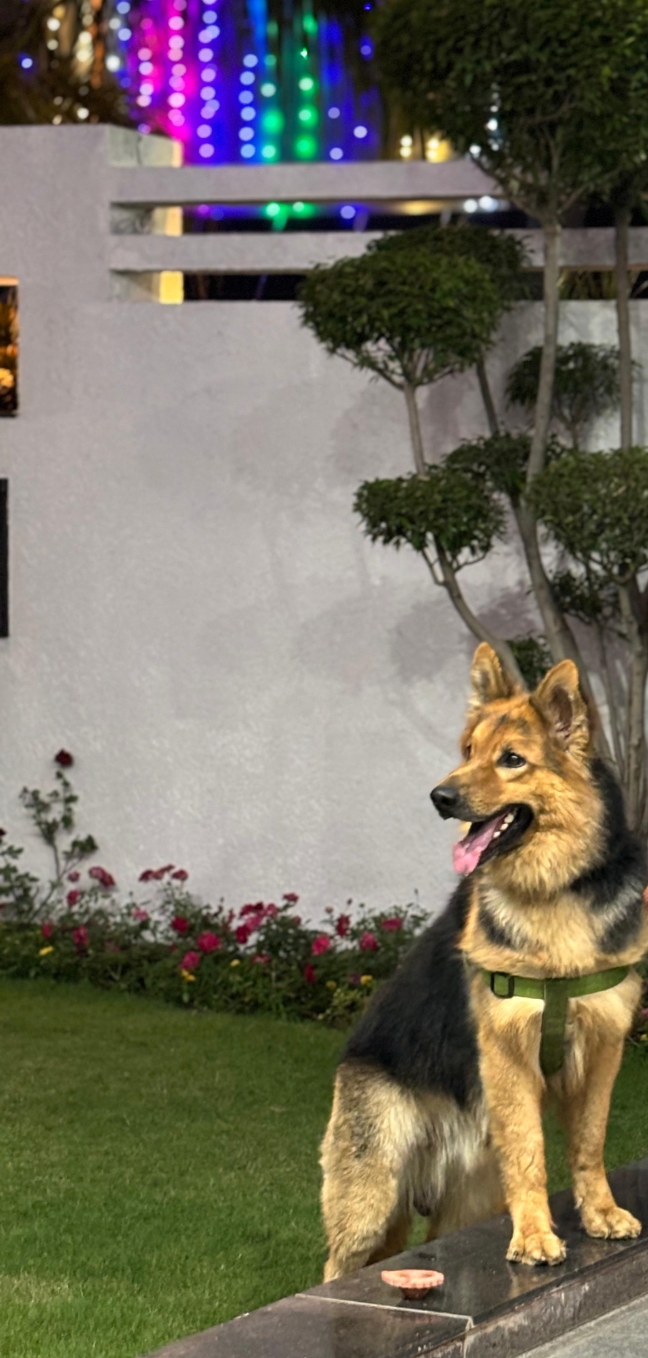 PET'S Super Bazar Grooming Salon — Photo 4