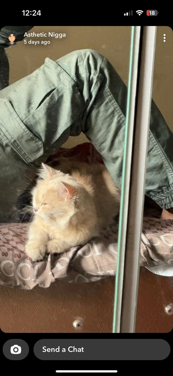 Pets Tales — Photo 3