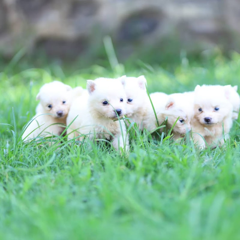 Pets world Aurangabad