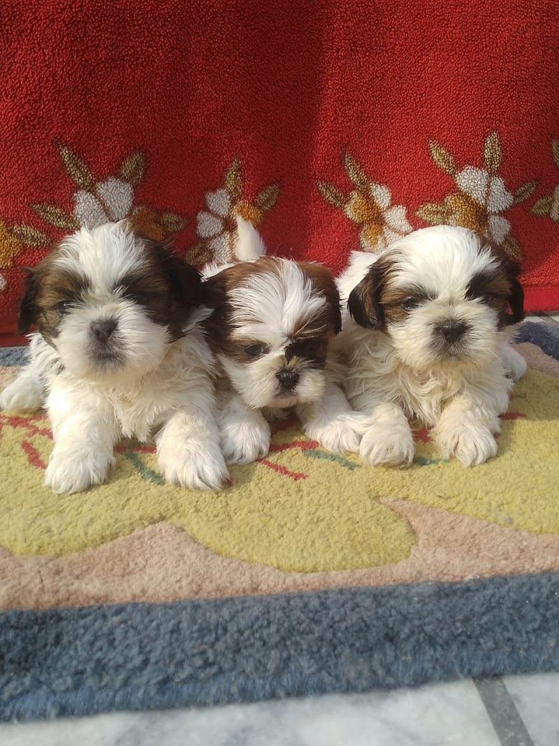 PET'S WORLD — Photo 2