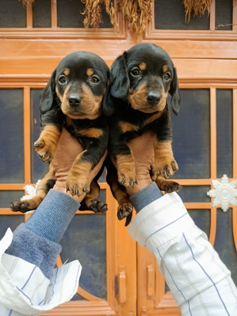 PET'S WORLD — Photo 4