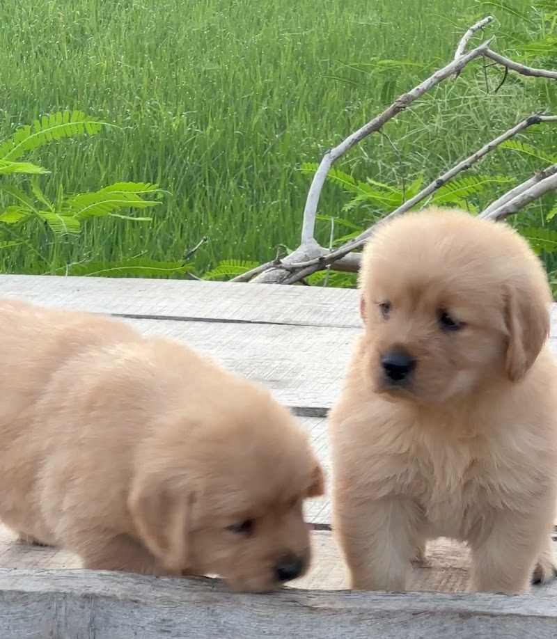 Pet's world — Photo 2