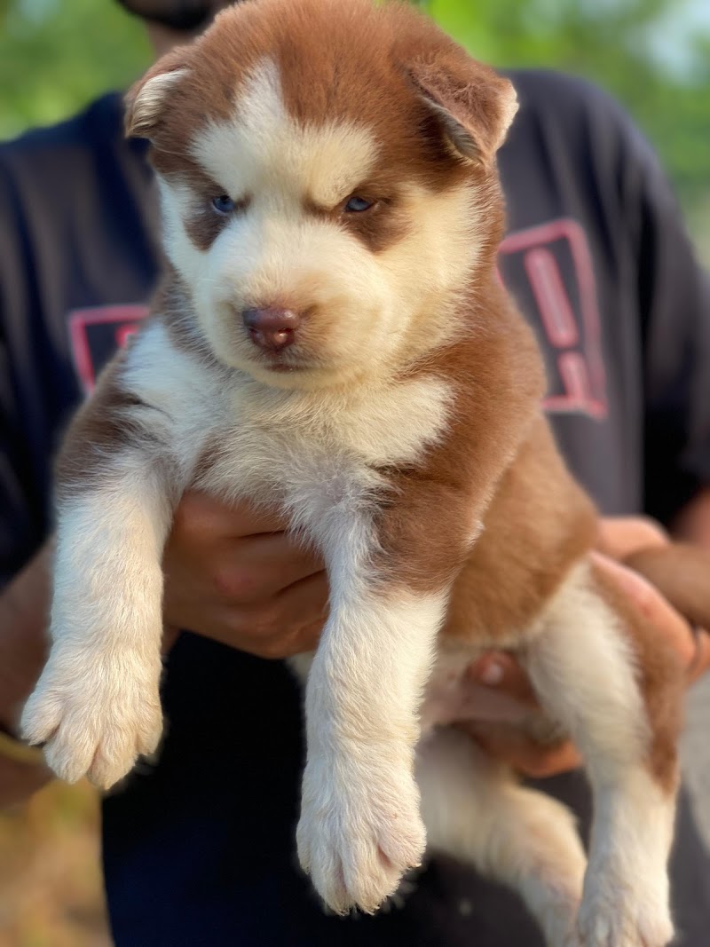 Pet's world — Photo 4