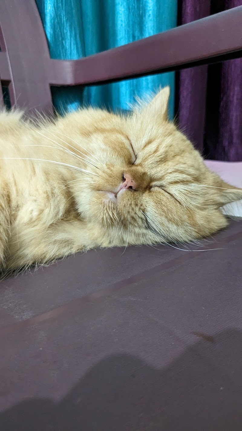 Pets World Patna — Photo 3