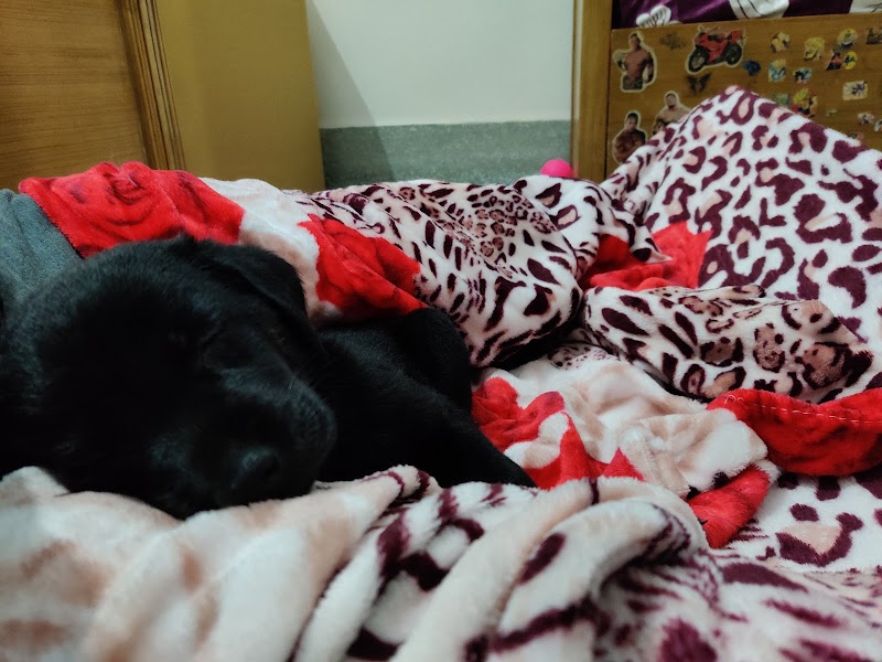 Pets World — Photo 4