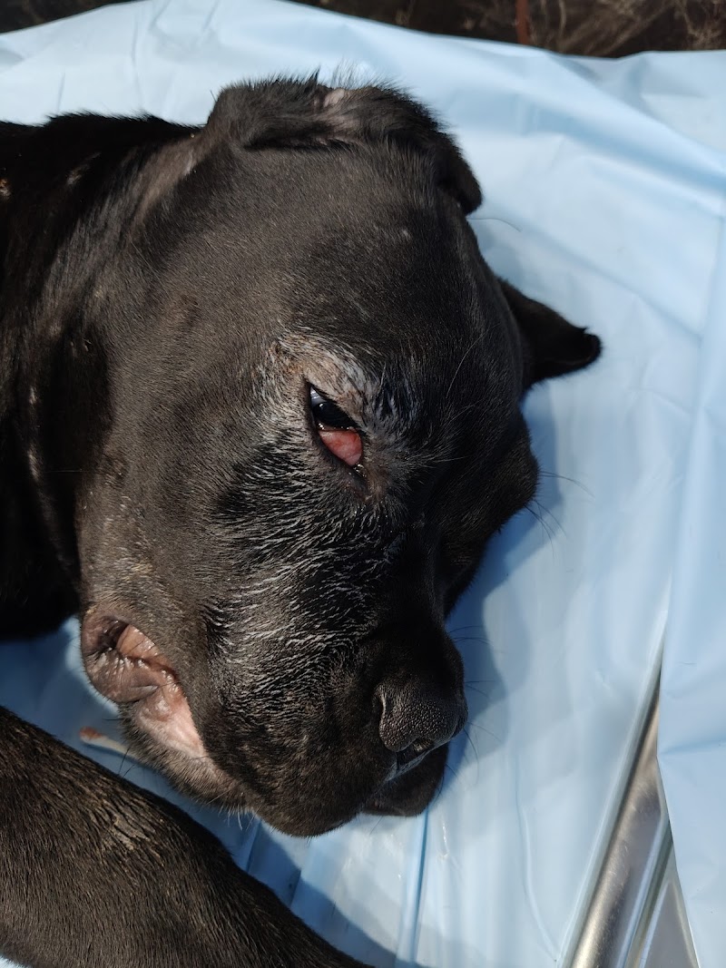 PETS WORLD PETS CARE (PET'S CLINIC)