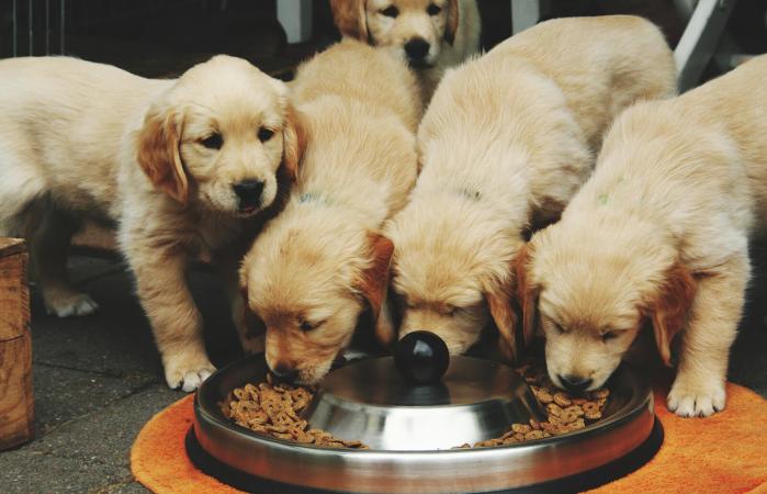 PetsLand Food and Accessories — Photo 2