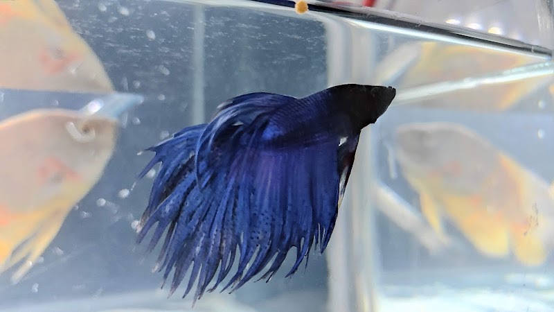 petsparadise — Photo 2