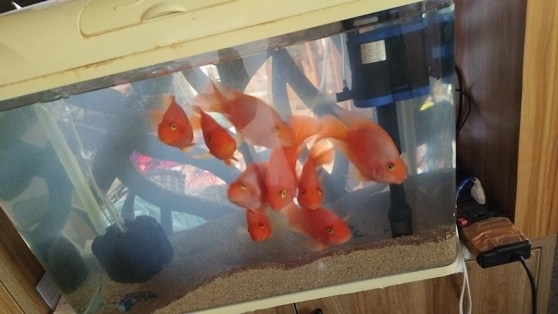 petsparadise — Photo 4