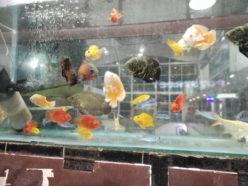 Petstreet - Pet Store | Pet Spa | Pet Clinic