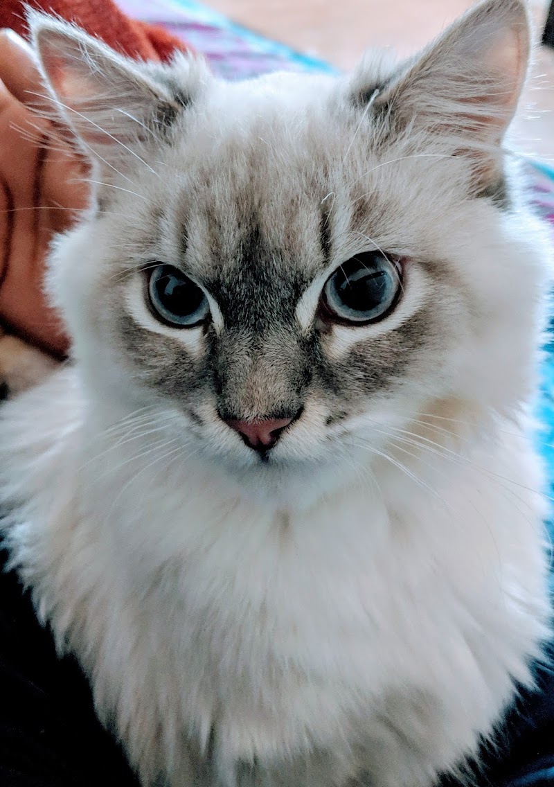 Petvet24 Veterinary Clinic — Photo 4