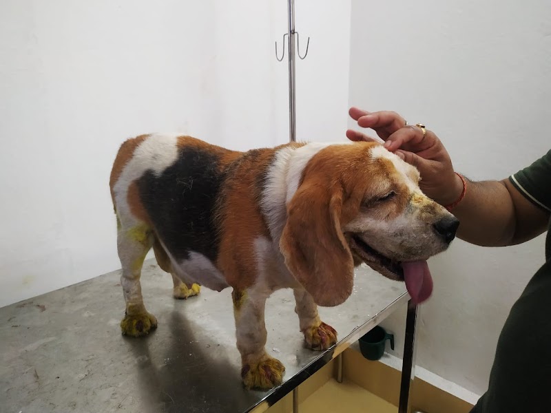 PETVETCURE | Best Pet Clinic For Dog, Cat,Rabbit and all type of Pet