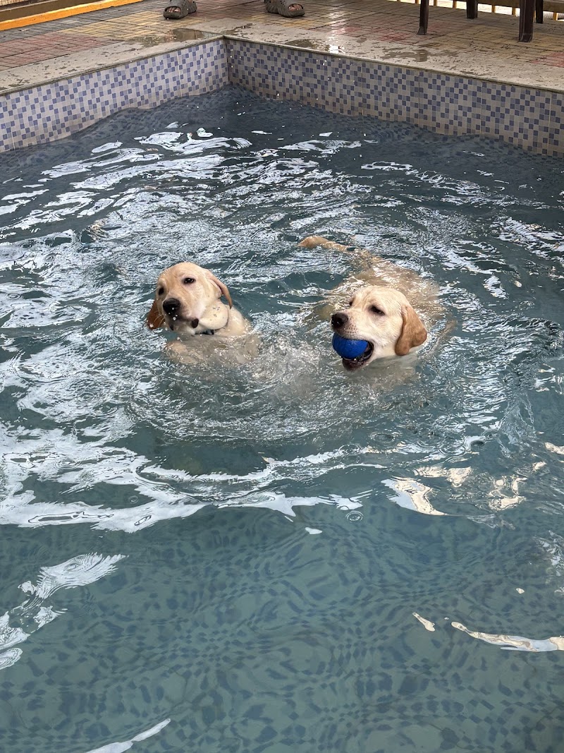 PetWags Dog Boarding with Training and Grooming Services