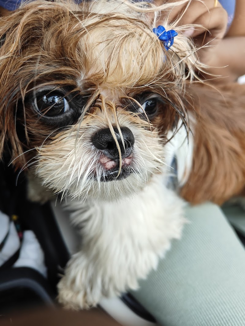 PetWags Dog Boarding with Training and Grooming Services — Photo 4