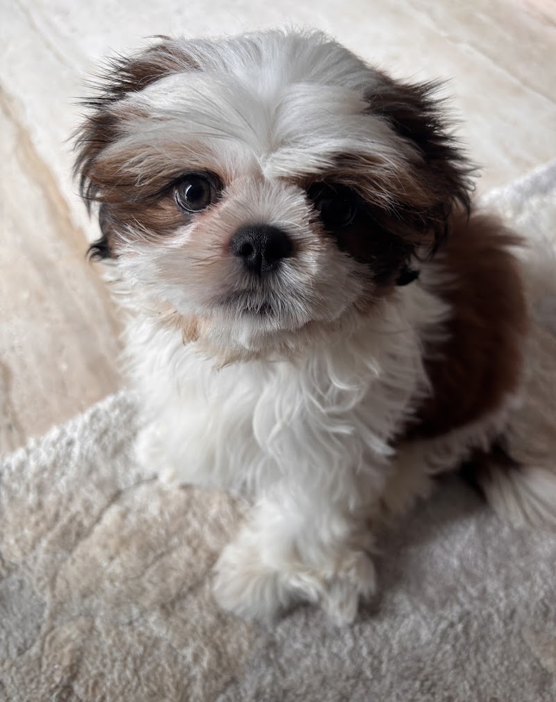 Petz Vibe Home Grooming Services