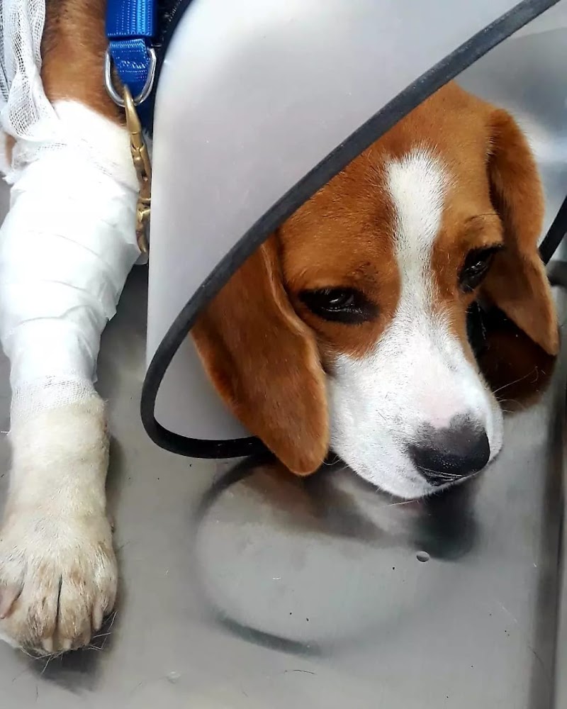 PHM Veterinary Clinic — Photo 3