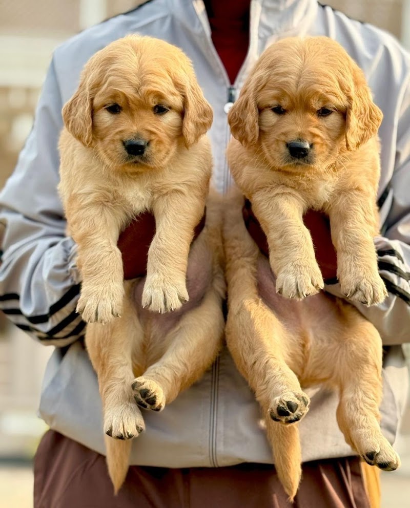 Pihu Dog Kennel — Photo 3