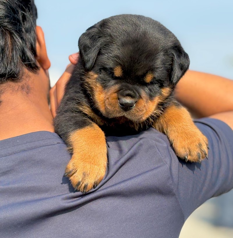 Pihu Dog Kennel — Photo 4