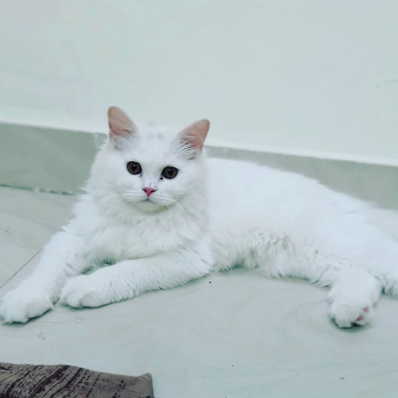 Pilla Panchi Bazar / Cash on Delivery