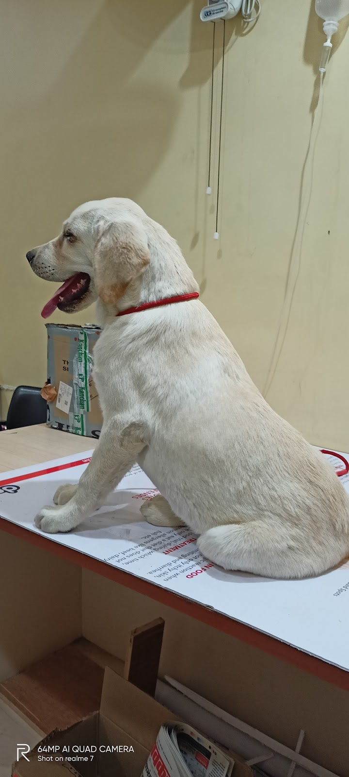 Planet Paws — Photo 3