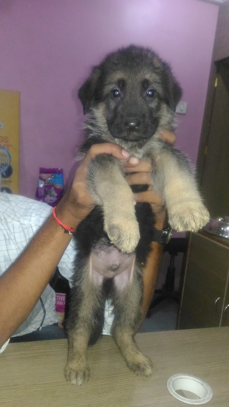 Planet Paws — Photo 4