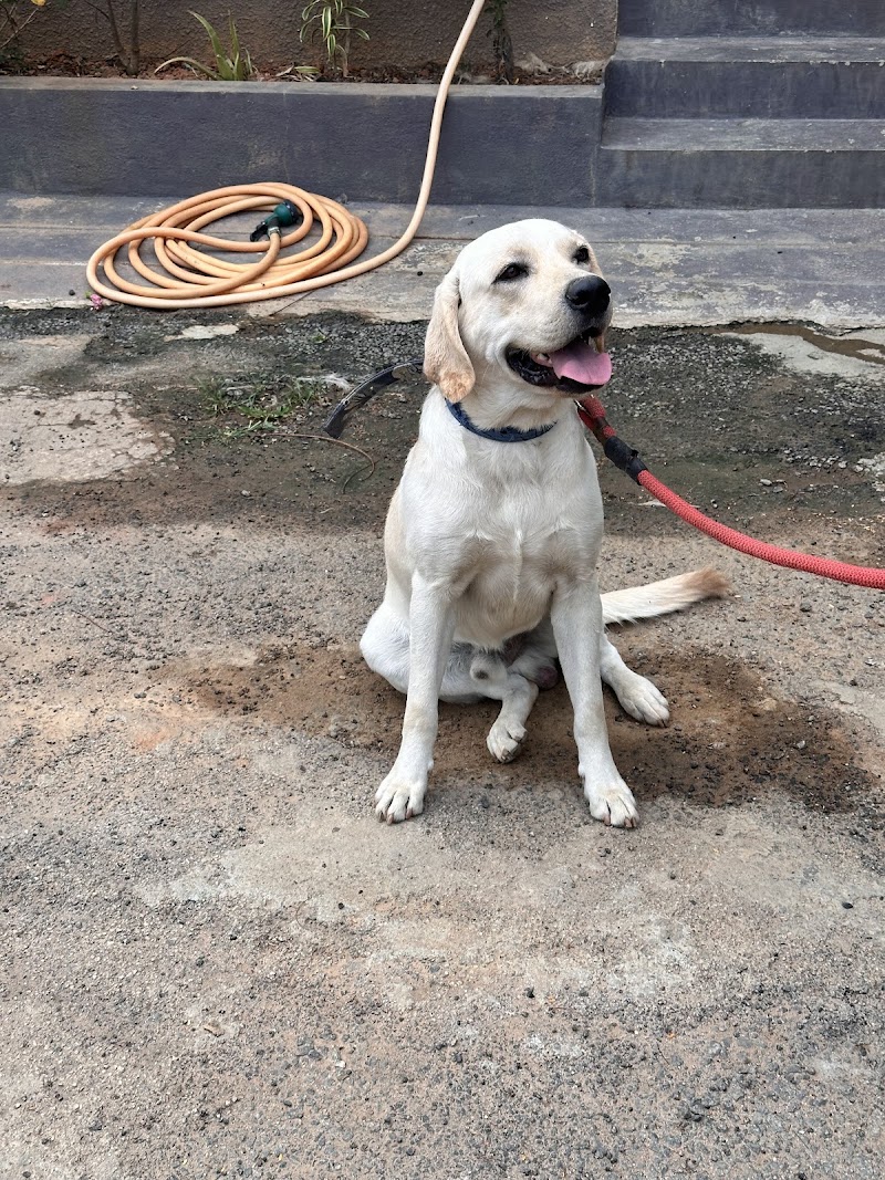 Play with Paws Dog Training and Boarding Loc 2 — Photo 2