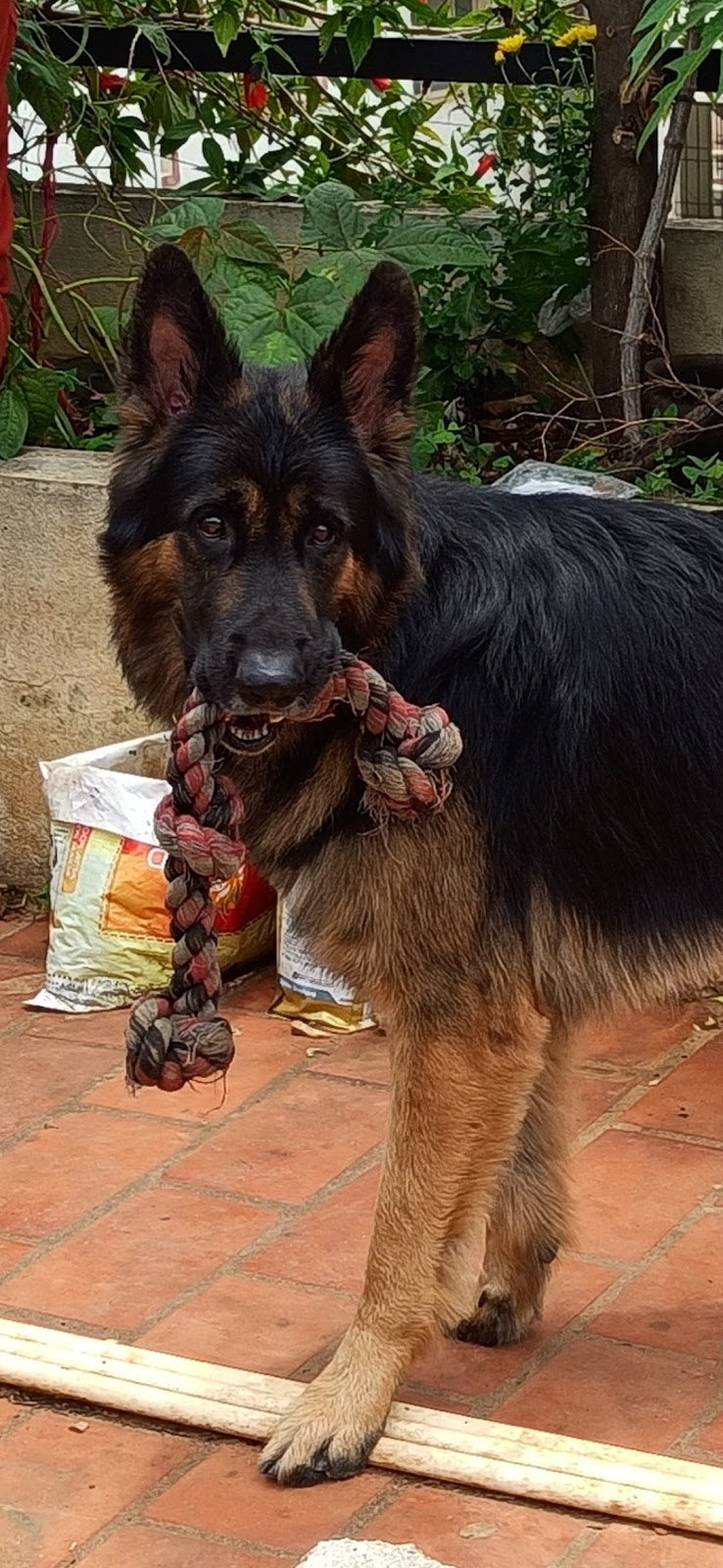 Play with Paws Dog Training and Boarding Loc 2 — Photo 3