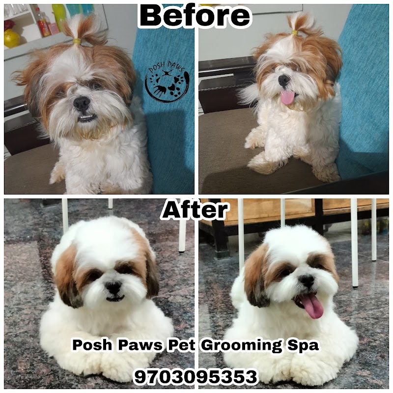 Posh Paws Pet Grooming Spa